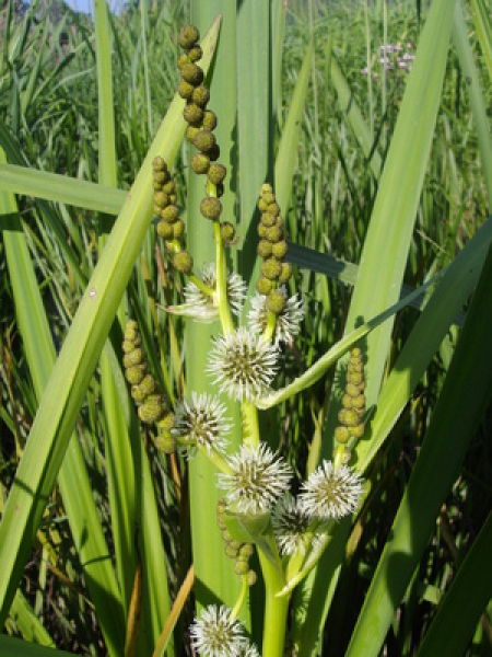 Preview: Igelkolben_Teichpflanze